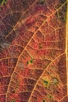 achtergrond van een kleurrijk herfst blad. detailopname foto