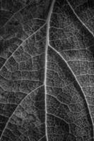 detailopname van macro structuur van blad, zwart en wit foto
