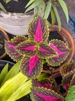 een dichtbij omhoog van coleus scutellarioides bladeren foto