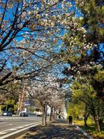 Tokio, Japan in april 2019. straat visie in april in de buurt kitahanebashi-mon of kitahanebashi poort, edo kasteel, tokyo Japan. foto