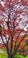 herfst bladeren, Japans rood esdoorn- boom en bladeren foto