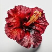 hibiscus bloem hoofd Aan wit achtergrond, gemaakt met generatief ai foto