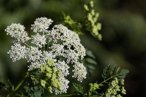 wit hemlock bloem Aan de fabriek in zomer foto