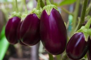 volwassen aubergines in de biologisch tuin fabriek foto