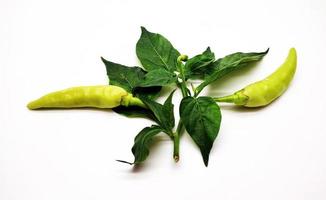 licht groen Chili peper of cayenne peper geïsoleerd Aan wit achtergrond foto