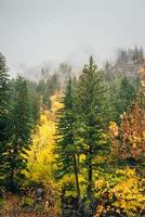 hoge dennen in het herfstbos foto