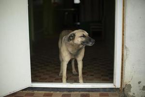 hond zonder baasje. huisdier is aan het wachten voor voedsel. dakloos dier. foto