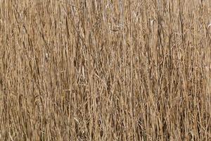 dichtbij omhoog van droog riet Bij rivieroever foto