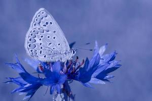 dichtbij omhoog van lycaenidae vlinder zittend Aan korenbloem foto