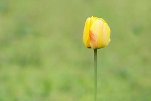 geel tulp in tuin Bij voorjaar foto