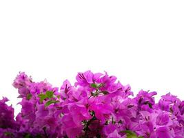 roze, magenta, bougainvilles boeket bloemen bloeiend, geïsoleerd, wit achtergrond met knipsel pad, uitknippen, element foto