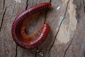 duizendpoten wandelen Aan hout in regenachtig seizoen in Indonesië, macro schieten foto