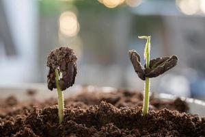 jong cacao boom zaden begin groeit Aan de plantage. concept van natuur, omgeving, en natuurlijk milieu behoud. foto