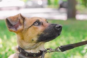 puppy aangelijnd in een park foto