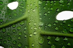 groen blad met gaten en dauwdruppels foto