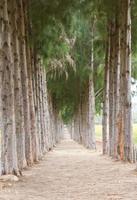 traject naar tunnel van pijnboom bomen foto