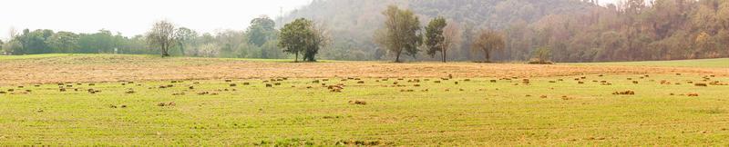 panoramisch uitzicht op groene velden in landbouwgrond foto