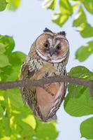 dichtbij omhoog van uil zittend Aan Afdeling van kastanje boom Bij zomer dag foto