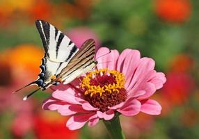 vlinder schaars zwaluwstaart zittend Aan zinnia bloem foto