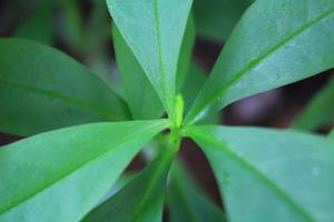 dichtbij visie van top van ginseng blad foto. goed gebruik net zo behang foto