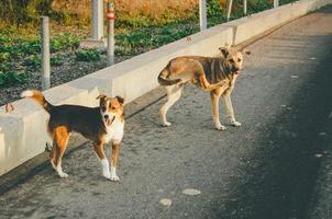 twee honden op de weg foto