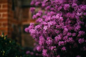 paars lila bloemen foto