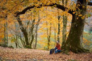 vrouw in jeans trui zit onder een boom in herfst Woud en gedaald bladeren model- foto