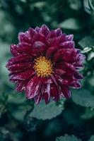 Purper dahlia in de tuin tegen de achtergrond van groen bladeren foto