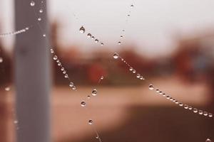 weinig zacht water druppels Aan een spin web Aan een herfst dag detailopname buitenshuis foto