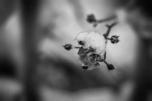 roze roos met wit sneeuw in de tuin Aan een ijzig dag foto