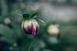 Purper dahlia in de tuin tegen de achtergrond van groen bladeren foto