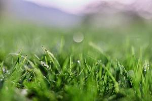 groen gras in lente, detailopname foto