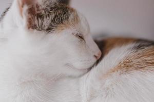 schattig weinig wit rood slapen kat in detailopname foto