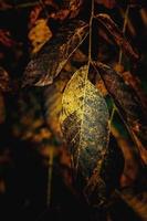 kleurrijk herfst bladeren Aan een boom detailopname foto