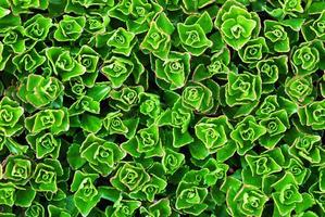 groen botanisch structuur achtergrond van sedum spurium, top visie foto