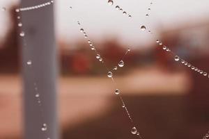 weinig zacht water druppels Aan een spin web Aan een herfst dag detailopname buitenshuis foto