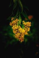 geel bloem Aan een groen achtergrond in herfst weide in detailopname foto
