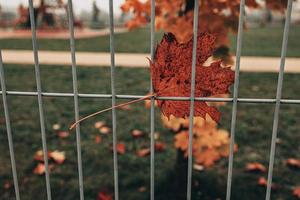 rood herfst eenzaam bladeren Aan een metaal hek foto