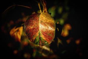 kleurrijk herfst bladeren Aan een boom detailopname foto