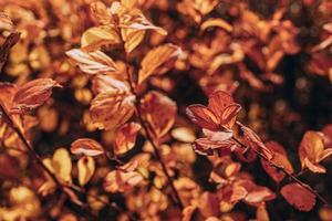 gouden herfst struik bladeren lit door warm zon in de tuin foto
