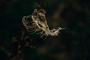 interessant abstract herfst fabriek Aan natuurlijk achtergrond foto