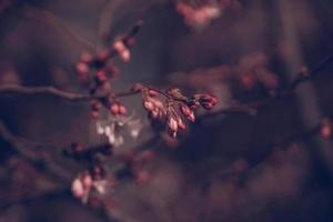 voorjaar boom bloeiend in roze in detailopname buitenshuis in de warm zonneschijn foto