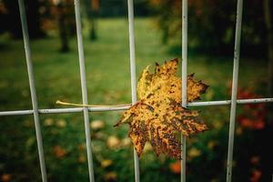 rood herfst eenzaam bladeren Aan een metaal hek foto