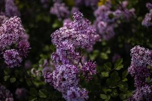 Purper lila tussen de groen bladeren Aan de struik in de voorjaar tuin foto