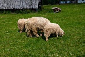 schapen begrazing Aan een groen weide in de Pools tatra bergen Aan een warm zomer dag foto