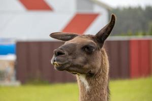 hoofd portret van een bruin lama buitenshuis foto