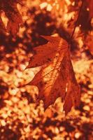 l gouden herfst bladeren Aan een boom in een park onder warm oktober zon foto