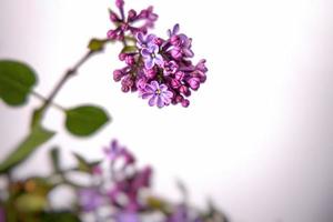 mooi boeket van Purper lila met groen bladeren Aan een wit geïsoleerd achtergrond foto