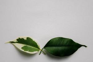 twee groen bladeren Aan wit achtergrond. een blad heeft wit vlekken. vitiligo huid probleem symbool. ficus benjamina foto