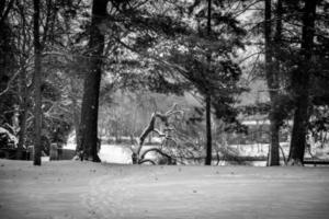 winter landschap Aan een besneeuwd dag met een boom foto
